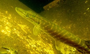 Stekfoto