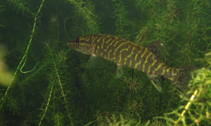 Stekfoto
