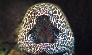 Stekfoto