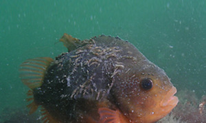 Stekfoto