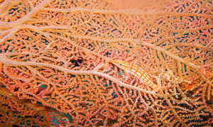 Stekfoto