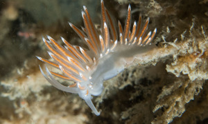 Stekfoto