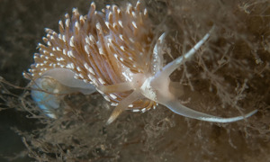 Stekfoto