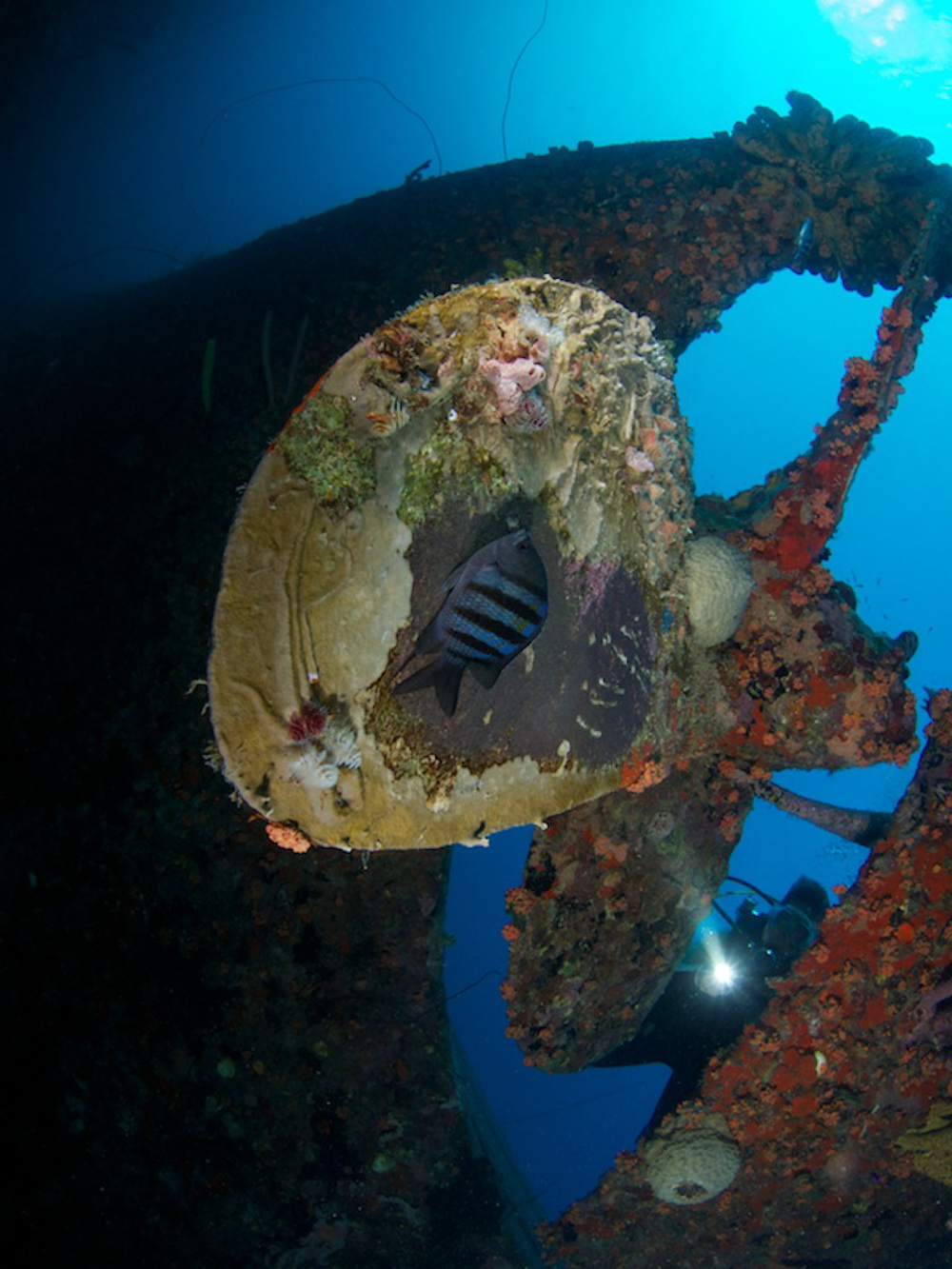 HILMA HOOKER, Bonaire, Dive Site Information