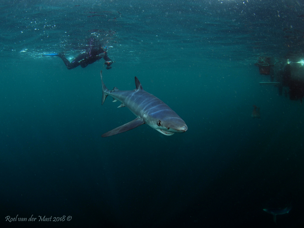 MULLION ISLAND, Groot Brittanie, Dive Site Information