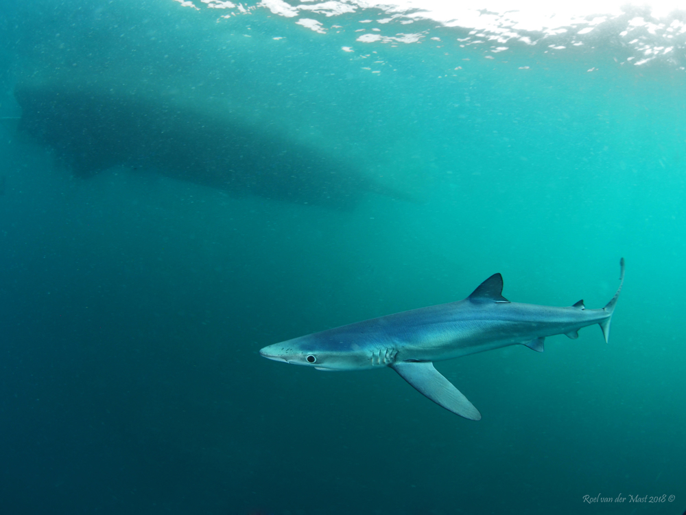 RAGLAN REEF, Groot Brittanie, Dive Site Information