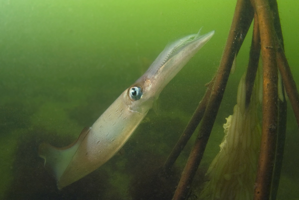 halverwege nederland dive site information