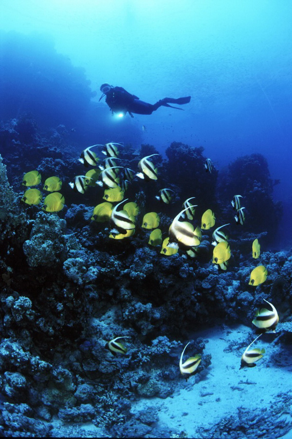RAS ABU SOMA, Egypte, Dive Site Information RAS ABU SOMA, Egypte, Dive Site Information