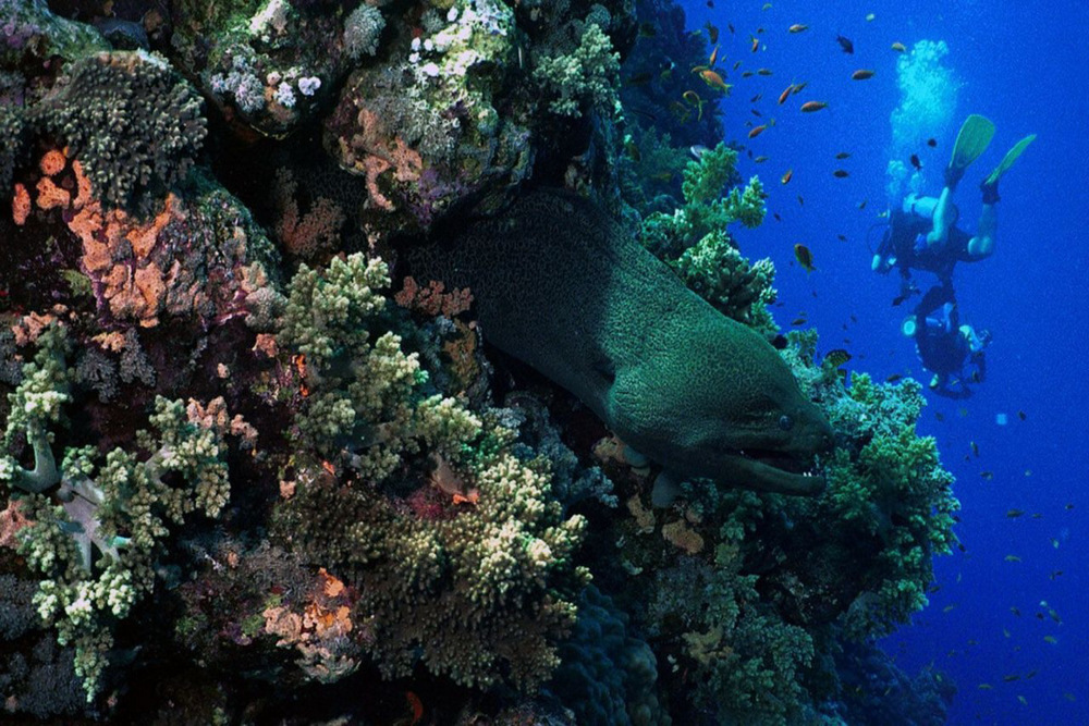 ELPHINSTONE REEF, Egypte, Duikstekinformatie